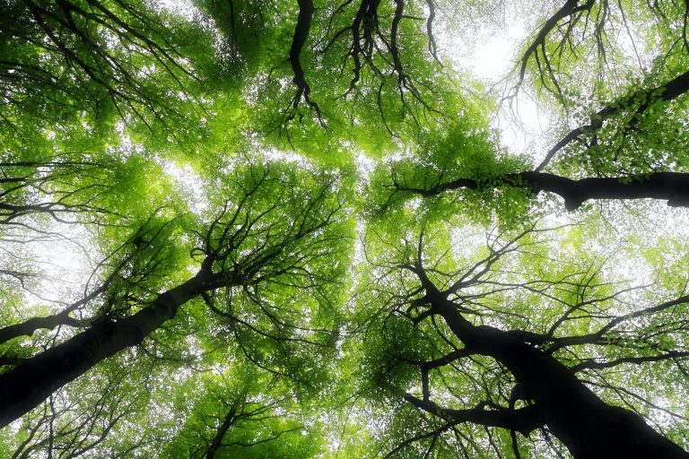 SDGsに貢献＆安らぐ空間を演出！木を基調とした木質化オフィスとは